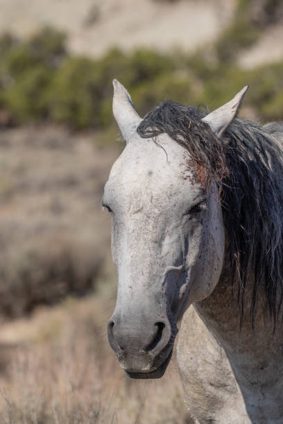 Wild Horse Portrait