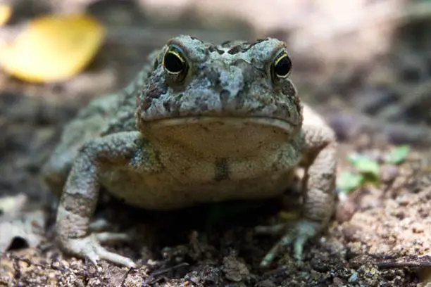Frog amphibian autumn