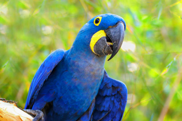 istock Parrot Ara Hyacinth macaw on the green background 1058515590