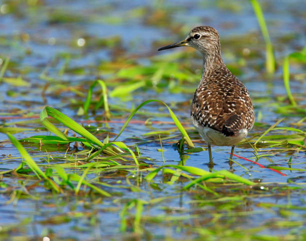 istock Single Wood sandpiper bird on grassy wetlands 1058516260