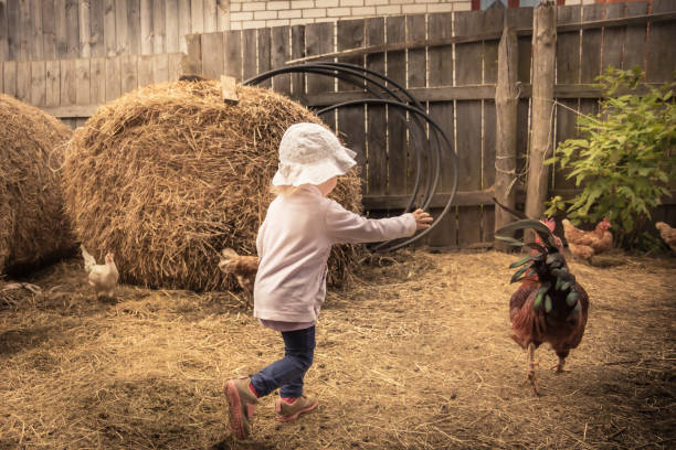 child farmer playing fun in farm barn with chiken cock in rustic poultry house in countryside farmyard farming lifestyle - poultry animal curiosity chicken imagens e fotografias de stock