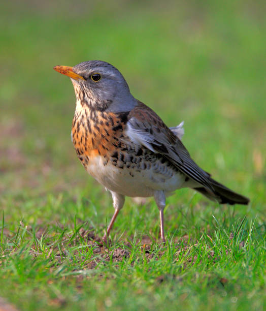 istock Single Fieldfare bird in a green grass 1058516714