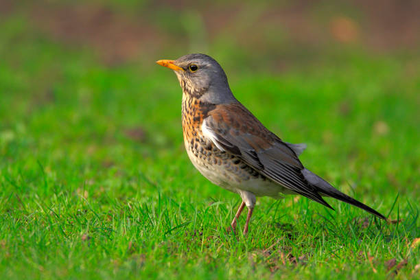 istock Single Fieldfare bird on grassy wetlands 1058516732