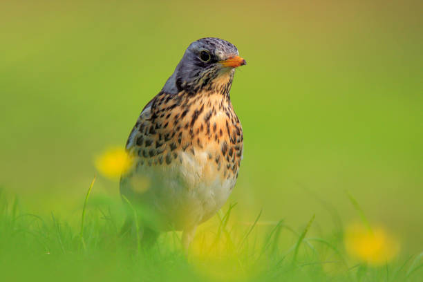 istock Single Fieldfare bird in a green grass 1058517250