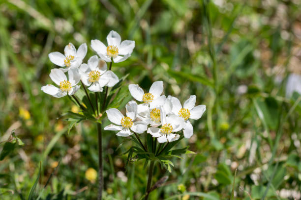 istock Alps Flora: narcissus anemone or narcissus-flowered anemone 1058518230