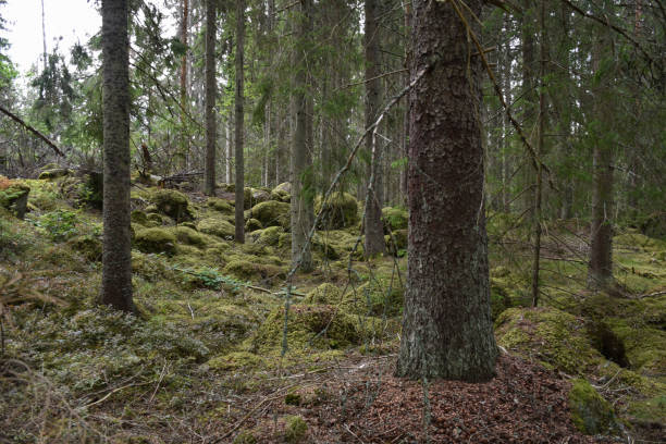 istock Mossy and rocky forest ground 1058518528