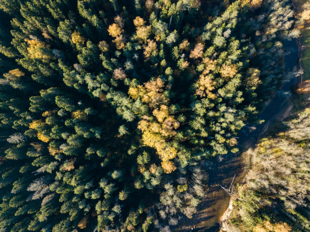 istock drone image. aerial view of wavy river in autumn colored forest 1058518538