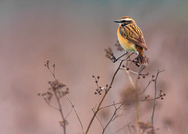 braunkehlchen vogel auf einem stiel - whinchat stock-fotos und bilder