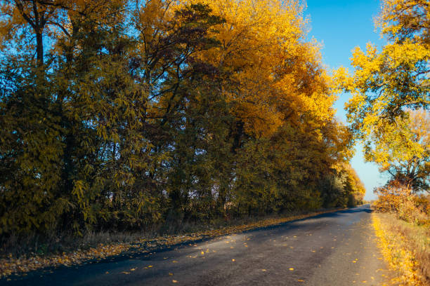 istock Empty autumn road surrounded with yellow trees. Beautiful suburbs 1058519178
