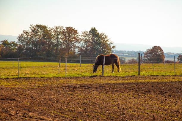 istock one horse in the paddock in the autumn field 1058519482