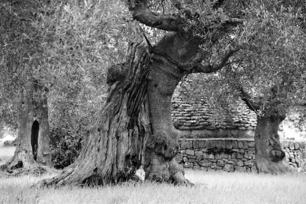 Ancient olive trees in Brindisi, Puglia,Italy, Europe.