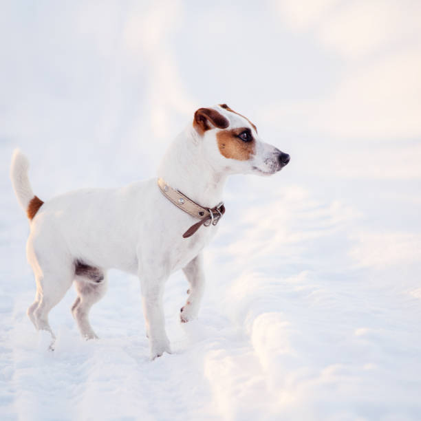 istock Dog walking at winter 1058523030