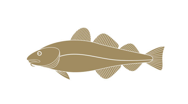 ilustrações de stock, clip art, desenhos animados e ícones de atlantic cod logo.  isolated cod on white background - bacalhau