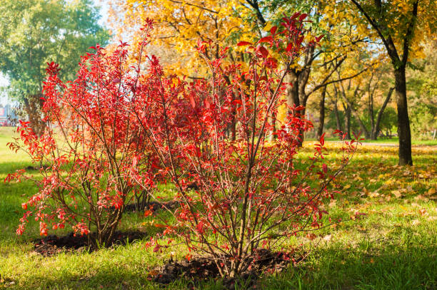 istock Autumnal background of park 1058526344