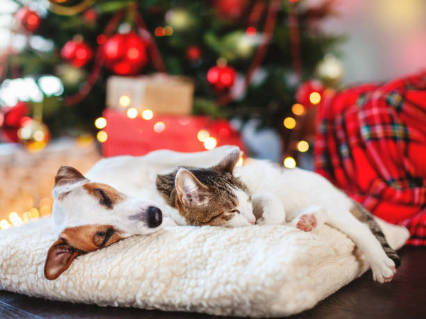 Cat and dog sleeping under christmas tree Cat and dog sleeping under christmas tree. Pets friends. Happy New Year christmas santa tree stock pictures, royalty-free photos & images