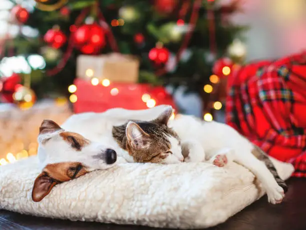 Photo of Cat and dog sleeping under christmas tree