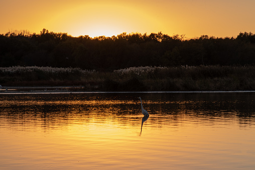 crane standing in a lake at sunset.