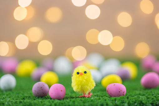 Holiday Easter chicken toy on bright green grass surrounded by chocolate Easter eggs in pink yellow purple and white with fairy light blurred background taken in a studio with macro lens