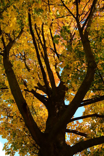 istock Autumn Michigan Colors 1058537666