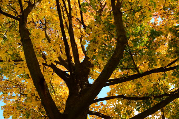 istock Autumn Michigan Colors 1058537998