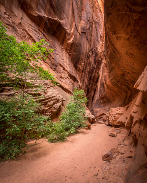 istock Burr Trail Slot Canyon 1058538336