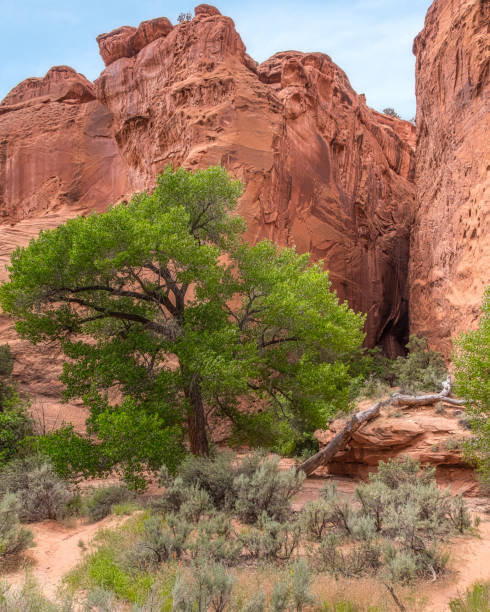 istock Burr Trail Slot Canyon 1058538386