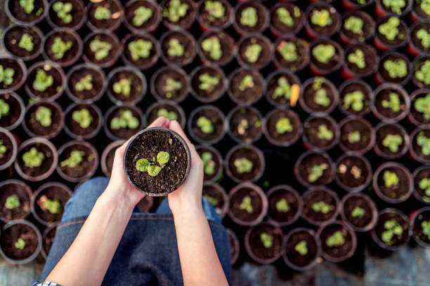 Potting Flowers Photo of Unrecognizable Woman planting seedlings in cups in greenhouse, upper view. Woman's hands touching plant. In early spring preparations for the garden season. plant nursery photos stock pictures, royalty-free photos & images