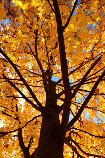 istock Autumn Michigan Colors 1058538400