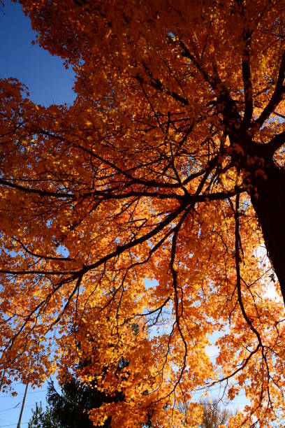 istock Autumn Michigan Colors 1058538626
