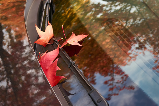 Close-up of red autumn leaves on the hood and windshield of a black car with reflections of autumn trees and blue sky with copy space