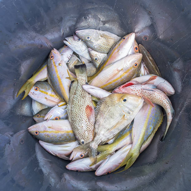 istock Catch of the day 1058540912