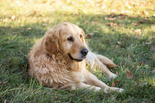 istock old golden retriever dog 1058542152
