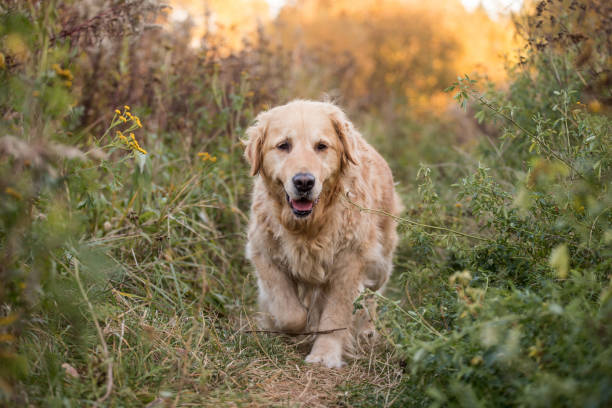 istock old golden retriever dog 1058542168