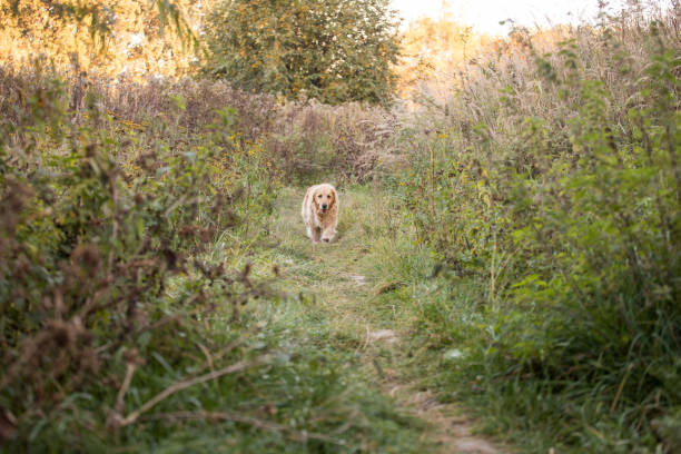 istock old golden retriever dog 1058542170
