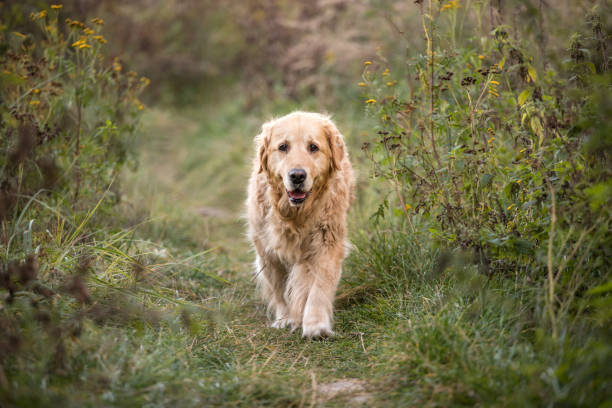 istock old golden retriever dog 1058542176
