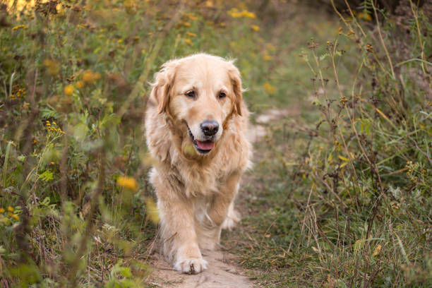 istock old golden retriever dog 1058542230