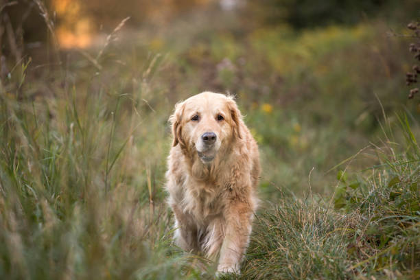 istock old golden retriever dog 1058542232