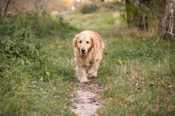 istock old golden retriever dog 1058542246