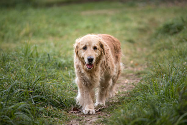 istock old golden retriever dog 1058542278