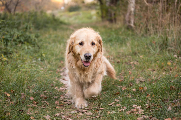 istock old golden retriever dog 1058542282