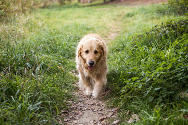 istock old golden retriever dog 1058542294