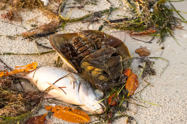 istock red tide, Fort Myers, 2018 1058551812