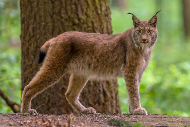 istock Eurasian lynx in forest habitat 1058552238