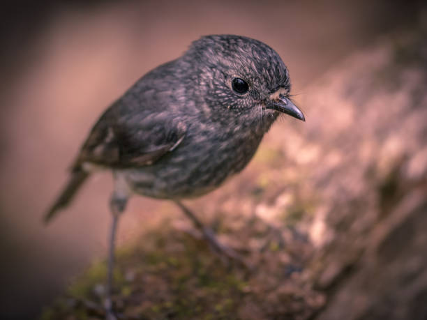 istock Cute New Zealand robin looking in camera 1058553486