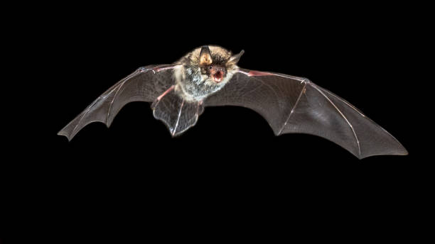 istock Isolated Flying Natterers bat on black background 1058553506