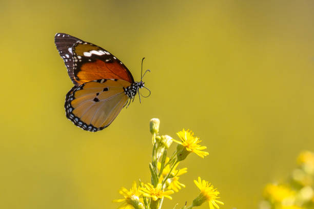 flying plain tiger butterfly - globe amaranth imagens e fotografias de stock