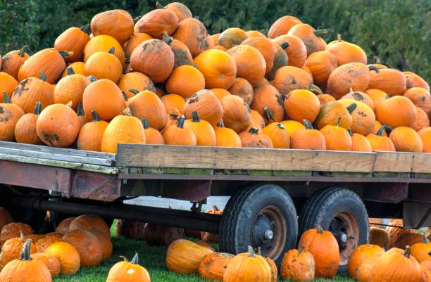 istock Pumpkins on Truck Trailer 1058558190