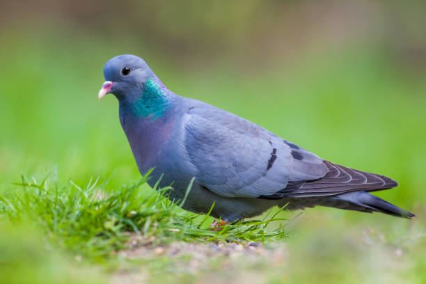 istock Male Stock dove in a lawn 1058558238