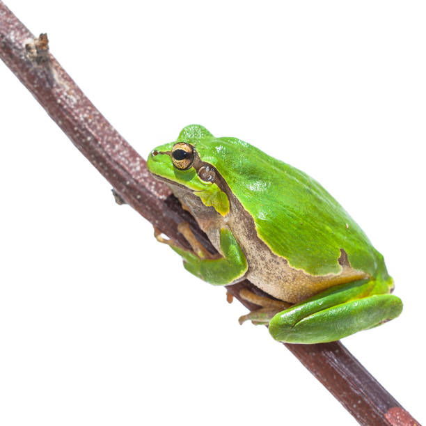 istock Clambering Green European Tree frog 1058558250