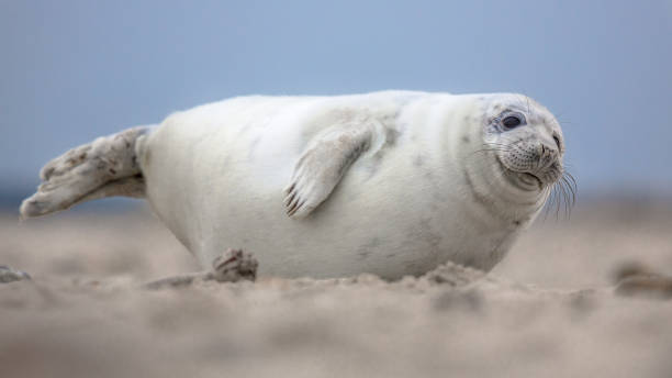 istock Cute puppy harbor seal 1058558296